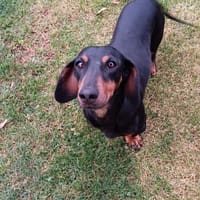 Nerja, Hündin zur Adoption