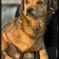Traumhündin Püppi(Pipi), Hündin zur Adoption
