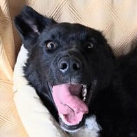 Ace musste schon viel erleben!, Hund zur Adoption