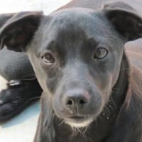 Sten (zur Pflege in 31688 Nienstädt), Hund zur Adoption