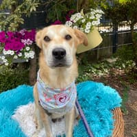 Daniele, Hund zur Adoption