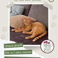 Jamie sucht ein Zuhause, Kater zur Adoption