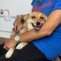 Lija möchte mit dir Abenteuer erleben, Hündin zur Adoption