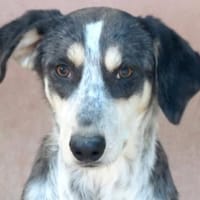 Aiden -schüchtern und freundlich-, Hund zur Adoption