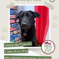 Nero sucht ein Zuhause / Pflegestelle, Hund zur Adoption