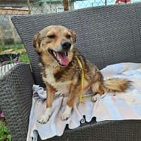 Kleiner Teo, Hund zur Adoption