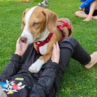 Minna -von 2 Müttern aufgezogen-, Hündin zur Adoption