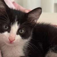 LUNA, chatte à adopter