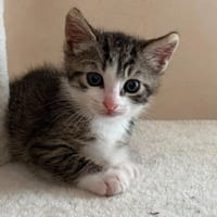 SALSA, chatte à adopter