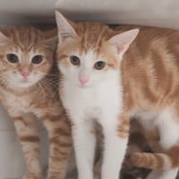BRIE, chat à adopter