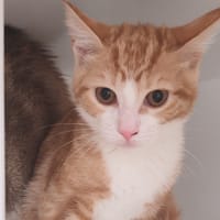 BABYBEL, chat à adopter