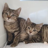 PREFAIL CHA, chat à adopter