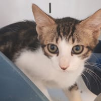 PEYO, chat à adopter