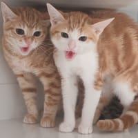 ALIGO, chatte à adopter