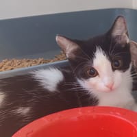 ZOUBIZOU, chatte à adopter