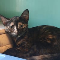 NOVA, chatte à adopter