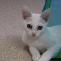 Jacqueline, chatte à adopter