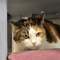 Chipie, chatte à adopter