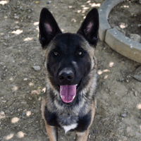 Oxo, chien à adopter