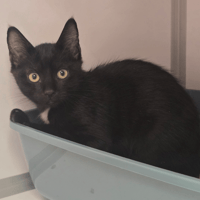 ZESTI, chat à adopter