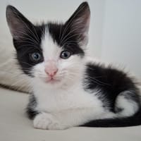 SOL, chat à adopter