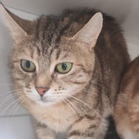 TIGRETTE, chatte à adopter