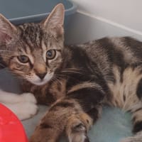 MISKITOKO, chat à adopter