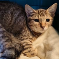 HERMINIE, chatte à adopter