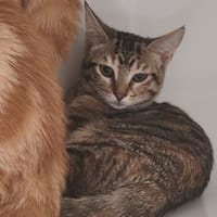 MIMOLETTE, chatte à adopter