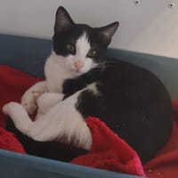 JAKEZ, chat à adopter