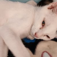 NOLAN, chat à adopter