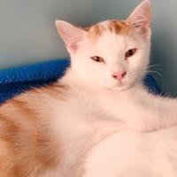 TIM, chat à adopter