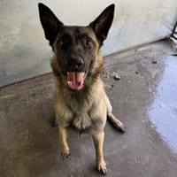 Boyka, chien à adopter