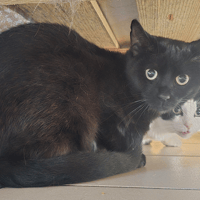 SMOKY, chat à adopter
