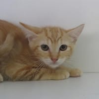 NICOTINE, chatte à adopter