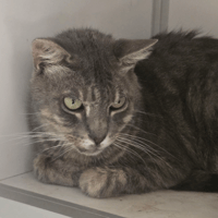 Mistigri, chat à adopter