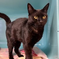 minette, chatte à adopter