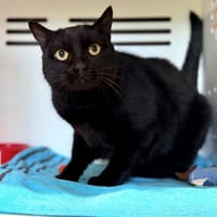 MIKO (FIV+), chat à adopter
