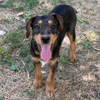 SHAK, chien à adopter