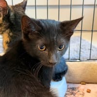 SCOTTY, chat à adopter