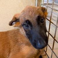 GROOT, chien à adopter