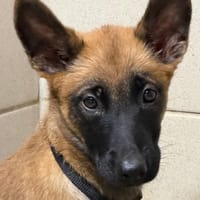 Gamora, chienne à adopter