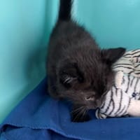 COLIN, chat à adopter