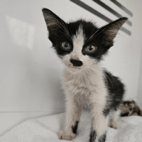 BASILE, chat à adopter
