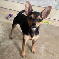 MONTANA, chien à adopter