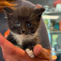 RASTA, chat à adopter