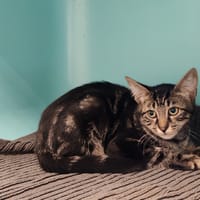 HELIAZ, chat à adopter