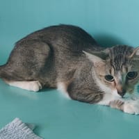 HILLARY, chatte à adopter