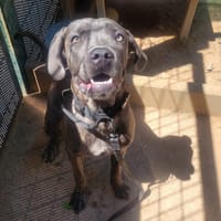 ANGEL, chienne à adopter