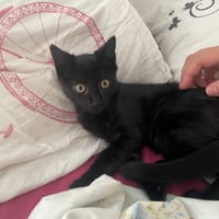 MIRACLE, chat à adopter